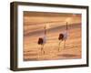 A Pair of Cranes, Tsurui Village, Hokkaido, Japan-null-Framed Photographic Print