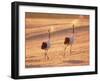 A Pair of Cranes, Tsurui Village, Hokkaido, Japan-null-Framed Photographic Print