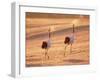 A Pair of Cranes, Tsurui Village, Hokkaido, Japan-null-Framed Photographic Print