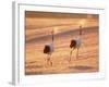 A Pair of Cranes, Tsurui Village, Hokkaido, Japan-null-Framed Photographic Print