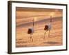 A Pair of Cranes, Tsurui Village, Hokkaido, Japan-null-Framed Photographic Print