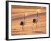 A Pair of Cranes, Tsurui Village, Hokkaido, Japan-null-Framed Photographic Print