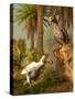 A Pair of Dodo Birds Play a Game of Hide-and-seek-Stocktrek Images-Stretched Canvas