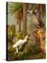 A Pair of Dodo Birds Play a Game of Hide-and-seek-Stocktrek Images-Stretched Canvas