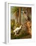 A Pair of Dodo Birds Play a Game of Hide-and-seek-Stocktrek Images-Framed Photographic Print
