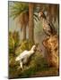 A Pair of Dodo Birds Play a Game of Hide-and-seek-Stocktrek Images-Mounted Photographic Print