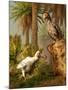 A Pair of Dodo Birds Play a Game of Hide-and-seek-Stocktrek Images-Mounted Photographic Print