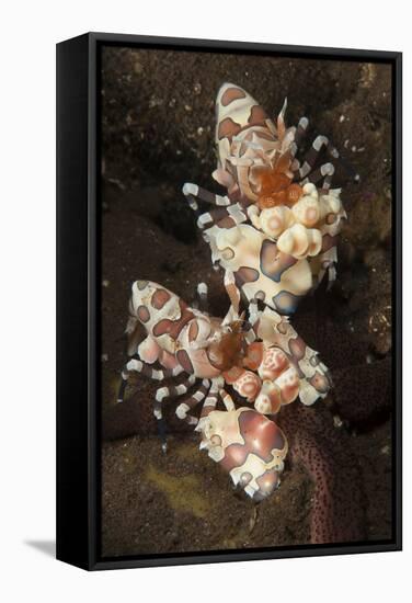 A Pair of Harlequin Shrimp Feeding Off a Starfish, Bali-null-Framed Stretched Canvas