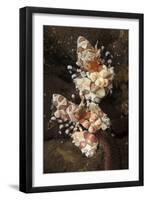 A Pair of Harlequin Shrimp Feeding Off a Starfish, Bali-null-Framed Photographic Print