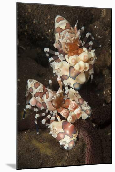 A Pair of Harlequin Shrimp Feeding Off a Starfish, Bali-null-Mounted Photographic Print