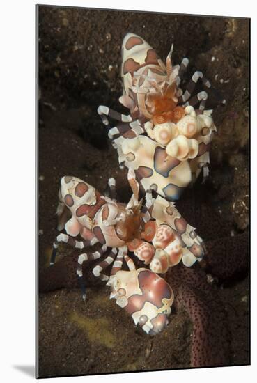 A Pair of Harlequin Shrimp Feeding Off a Starfish, Bali-null-Mounted Photographic Print