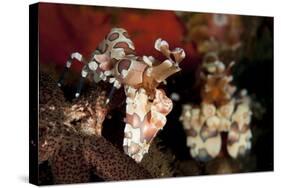 A Pair of Harlequin Shrimp with One Feeding Off a Starfish, Bali-null-Stretched Canvas