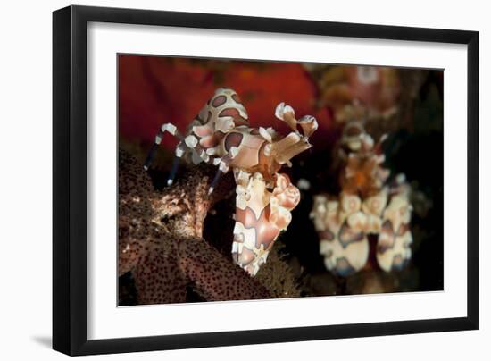 A Pair of Harlequin Shrimp with One Feeding Off a Starfish, Bali-null-Framed Photographic Print