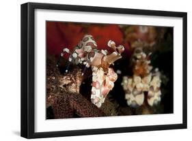 A Pair of Harlequin Shrimp with One Feeding Off a Starfish, Bali-null-Framed Photographic Print