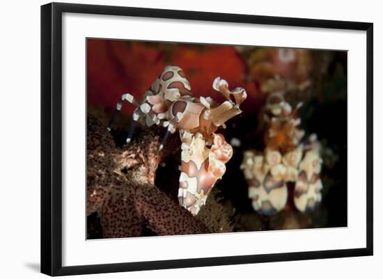 A Pair of Harlequin Shrimp with One Feeding Off a Starfish, Bali-null-Framed Photographic Print