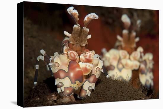 A Pair of Harlequin Shrimp with One Feeding Off a Starfish, Bali-null-Stretched Canvas