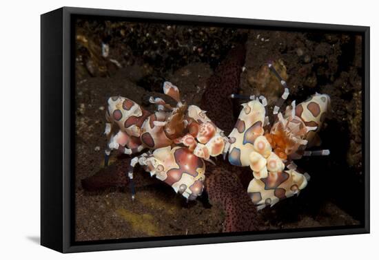 A Pair of Harlequin Shrimp with One Feeding Off a Starfish, Bali-null-Framed Stretched Canvas