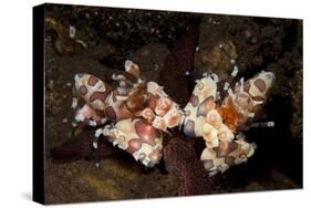 A Pair of Harlequin Shrimp with One Feeding Off a Starfish, Bali-null-Stretched Canvas