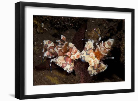 A Pair of Harlequin Shrimp with One Feeding Off a Starfish, Bali-null-Framed Photographic Print