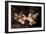 A Pair of Harlequin Shrimp with One Feeding Off a Starfish, Bali-null-Framed Photographic Print