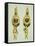 A Pair of Hellenistic Gold Earrings, Circa 2nd-1st Century B.C.-null-Framed Stretched Canvas