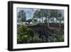 A Pair of Herbivorous Camptosaurus Dinosaurs Grazing-null-Framed Premium Giclee Print