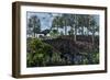 A Pair of Herbivorous Camptosaurus Dinosaurs Grazing-null-Framed Art Print