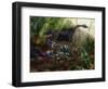 A Pair of Heyuannia Huangi Attending their Nest-Stocktrek Images-Framed Art Print