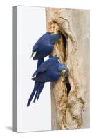 A Pair of Hyacinth Macaws Examines a Tree Cavity in the Pantanal, Brazil-Neil Losin-Stretched Canvas
