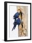 A Pair of Hyacinth Macaws Examines a Tree Cavity in the Pantanal, Brazil-Neil Losin-Framed Photographic Print