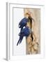 A Pair of Hyacinth Macaws Examines a Tree Cavity in the Pantanal, Brazil-Neil Losin-Framed Photographic Print