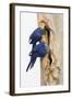 A Pair of Hyacinth Macaws Examines a Tree Cavity in the Pantanal, Brazil-Neil Losin-Framed Photographic Print