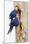 A Pair of Hyacinth Macaws Examines a Tree Cavity in the Pantanal, Brazil-Neil Losin-Mounted Photographic Print