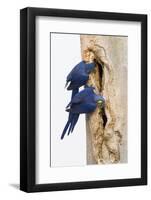 A Pair of Hyacinth Macaws Examines a Tree Cavity in the Pantanal, Brazil-Neil Losin-Framed Photographic Print
