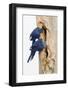 A Pair of Hyacinth Macaws Examines a Tree Cavity in the Pantanal, Brazil-Neil Losin-Framed Photographic Print