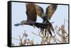 A Pair of Hyacinth Macaws in Flight in the Pantanal, Brazil-Neil Losin-Framed Stretched Canvas