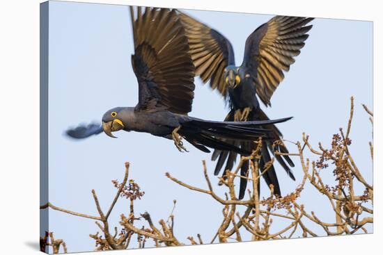 A Pair of Hyacinth Macaws in Flight in the Pantanal, Brazil-Neil Losin-Stretched Canvas