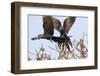 A Pair of Hyacinth Macaws in Flight in the Pantanal, Brazil-Neil Losin-Framed Photographic Print