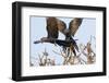 A Pair of Hyacinth Macaws in Flight in the Pantanal, Brazil-Neil Losin-Framed Photographic Print