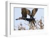 A Pair of Hyacinth Macaws in Flight in the Pantanal, Brazil-Neil Losin-Framed Photographic Print