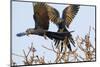 A Pair of Hyacinth Macaws in Flight in the Pantanal, Brazil-Neil Losin-Mounted Photographic Print