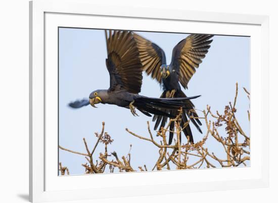 A Pair of Hyacinth Macaws in Flight in the Pantanal, Brazil-Neil Losin-Framed Photographic Print