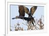 A Pair of Hyacinth Macaws in Flight in the Pantanal, Brazil-Neil Losin-Framed Photographic Print