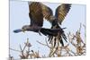 A Pair of Hyacinth Macaws in Flight in the Pantanal, Brazil-Neil Losin-Mounted Photographic Print