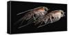 A Pair of Hyperiid Amphipod, Southern Ocean, Antarctica-null-Framed Stretched Canvas