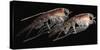 A Pair of Hyperiid Amphipod, Southern Ocean, Antarctica-null-Stretched Canvas