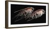 A Pair of Hyperiid Amphipod, Southern Ocean, Antarctica-null-Framed Photographic Print