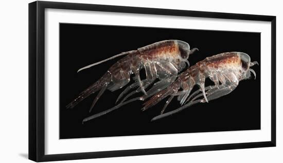 A Pair of Hyperiid Amphipod, Southern Ocean, Antarctica-null-Framed Photographic Print