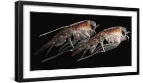 A Pair of Hyperiid Amphipod, Southern Ocean, Antarctica-null-Framed Photographic Print