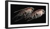 A Pair of Hyperiid Amphipod, Southern Ocean, Antarctica-null-Framed Photographic Print